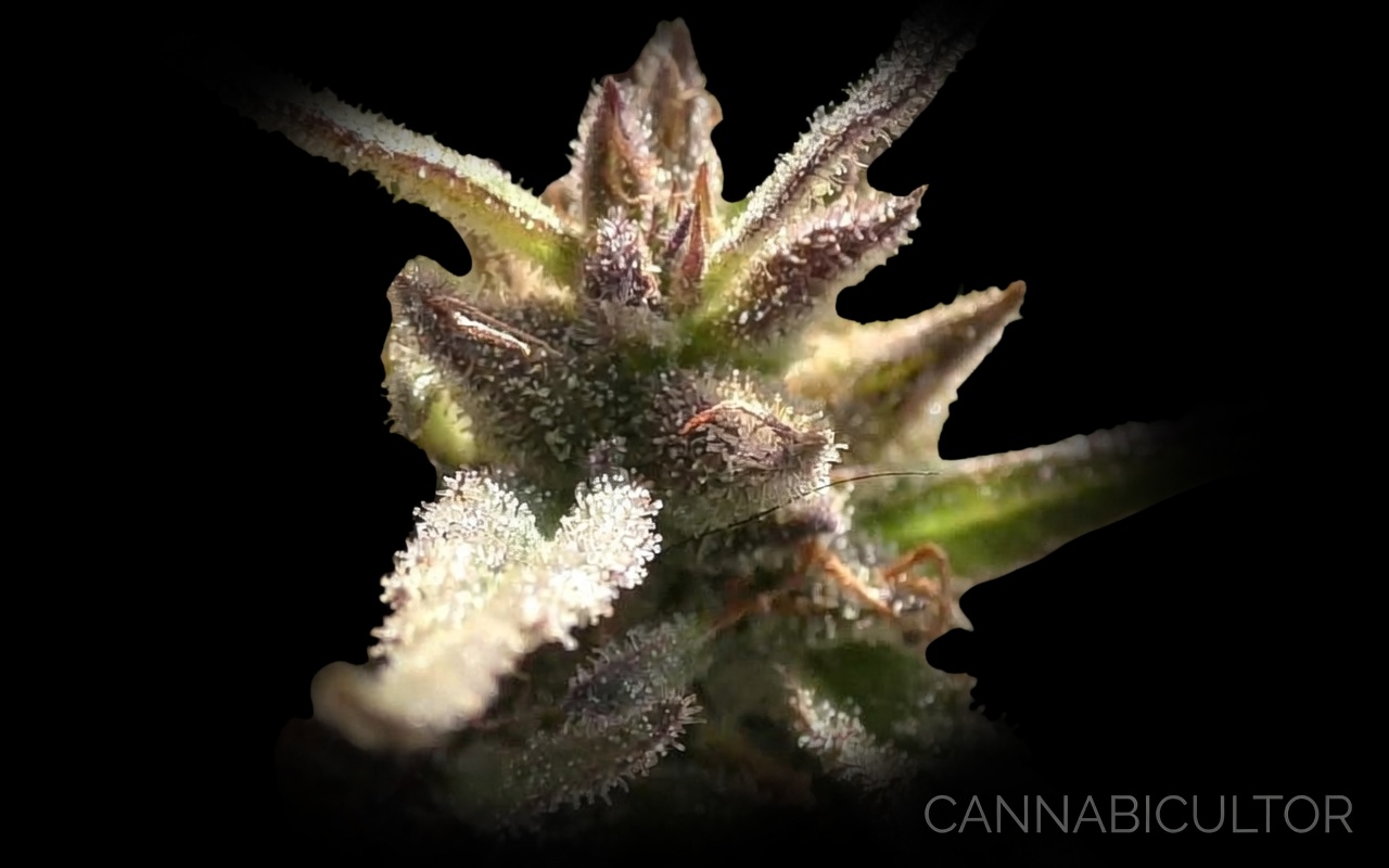 Beldia (autóctona Marruecos) — genética del Banco Cannabicultor
