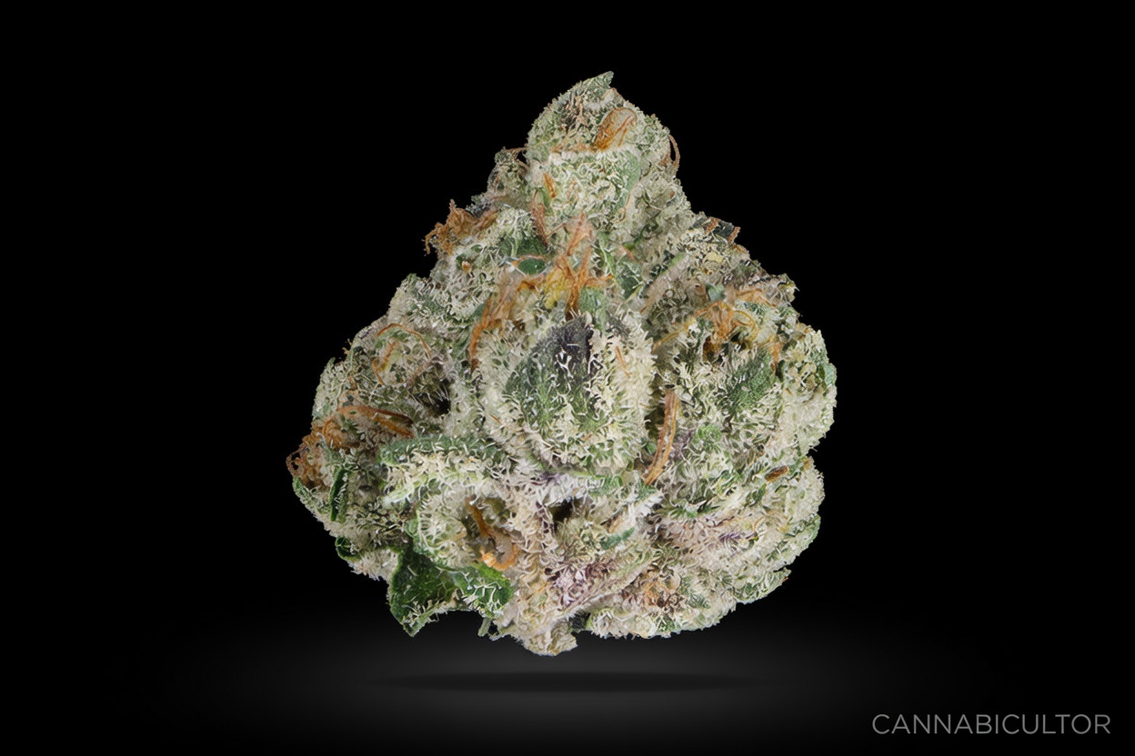 Runtz × OG — genética del Banco Cannabicultor